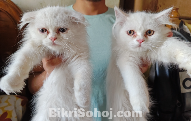 Persian Cat